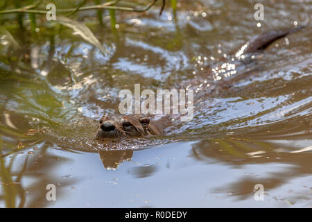Adult European Otter (lutra lutra) swimming in a river and looking for fish to feed on Stock Photo