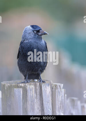 Western Jackdaw (Corvus monedula) looking bold in the camera. Generally wary of people in the forest or countryside, western jackdaws are much tamer i Stock Photo