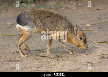 Patagonian mara (Dolichotis patagonum) is a large sort of rabbit-like rodent found in open and semi-open habitats in Argentina, including large parts  Stock Photo