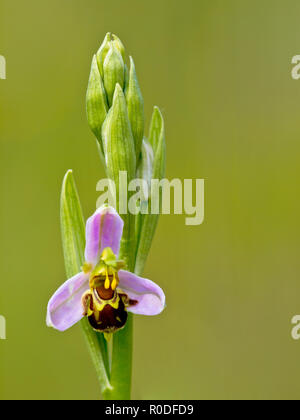 Single flower of Bee orchid (Ophrys apifera) Stock Photo