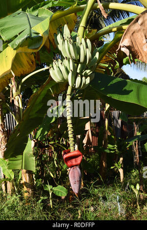 Flower blooming with raw fruits of banana tree, Tropical fruit Stock Photo