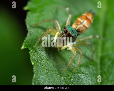 Macro Photography of Colorful Jumping Spider with Prey on Green Leaf Stock Photo