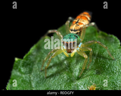 Macro Photography of Colorful Jumping Spider on Green Leaf Stock Photo