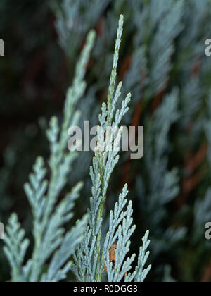 Closeup Blue Lawson Cypress or Chamaecyparis lawsoniana Isolated on Nature Background Stock Photo