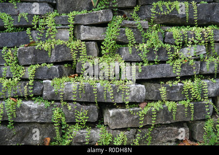 Stone wall texture with small green plants growing from it. Stock Photo