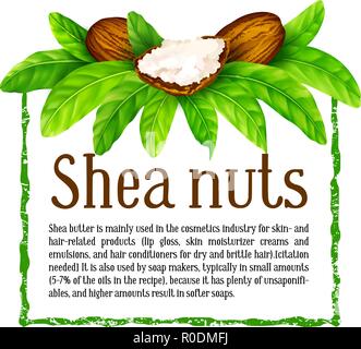 Shea nuts with leaves in vector. Stock Vector