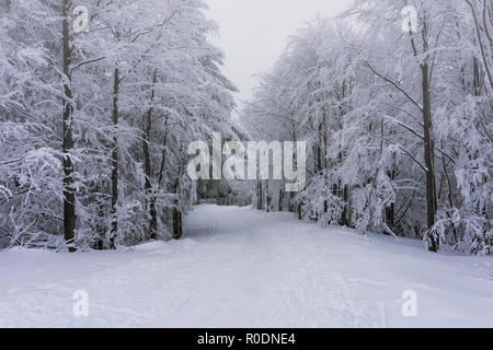 Winter mountain landscape. Trees in forest or park covered with hoarfrost and snow. Kremnica Mountains, Slovakia. Stock Photo