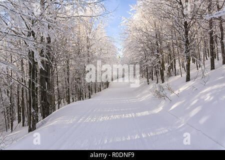 Road in the winter mountains. Beeches in forest or park covered with fresh snow and illuminated by the late afternoon sun. Cross-country ski trails. Stock Photo