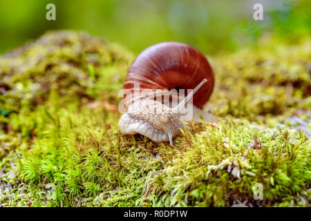 Helix pomatia also Roman snail, Burgundy snail, edible snail or escargot, is a species of large, edible, air-breathing land snail, a terrestrial pulmo Stock Photo