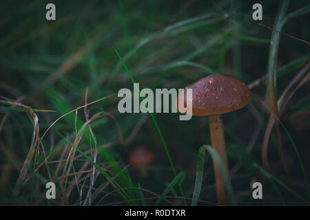 Mushroom Stock Photo