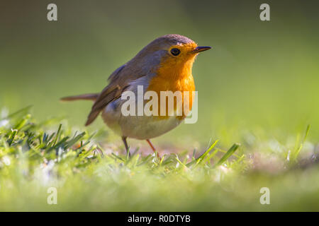 A red robin (Erithacus rubecula) foraging in grass on a lawn in an ecological garden Stock Photo