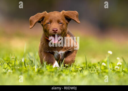 Playful brown puppy enjoying the lovely weather while running through grass in a backyard lawn Stock Photo