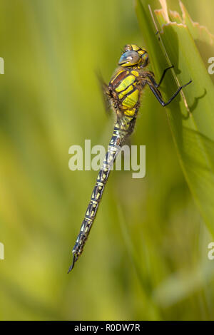 Male Hairy Dragonfly (Brachytron pratense) in National Park the Weerribben in the Netherlands Stock Photo