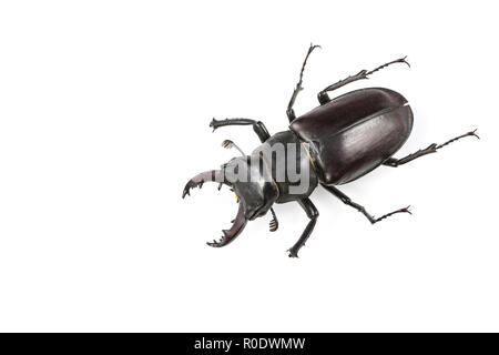 Stag Beetle (Lucanus cervus) Isolated on White Background Stock Photo