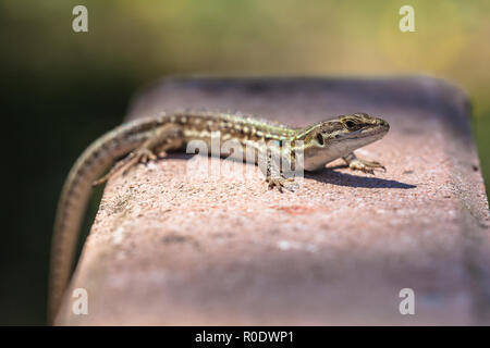 Italian Wall Lizard (Podarcis siculus) climbing on a Wall Stock Photo