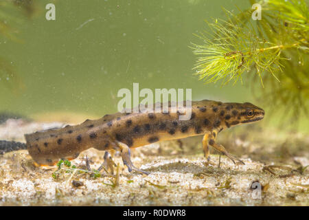 The smooth newt, also known as the common newt (Lissotriton vulgaris; formerly Triturus vulgaris) in Natural Aquatic Habitat Stock Photo