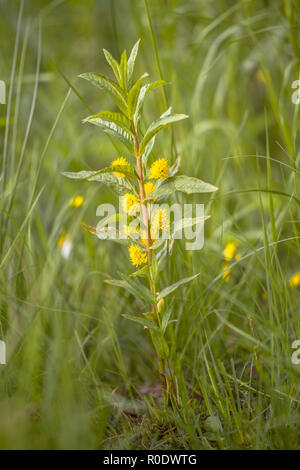 Lysimachia thyrsiflora in natural setting Stock Photo
