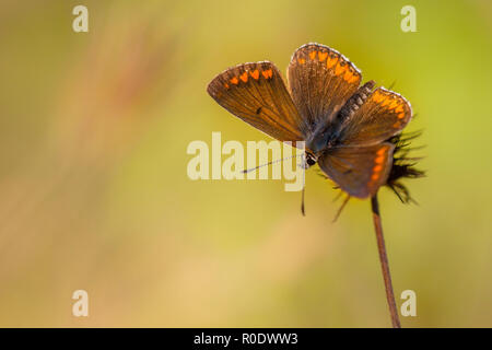 Brown Butterfly with Orange Dots on Brown Grass with Green Background Stock Photo