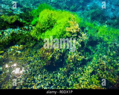 Abstract Background of Submersed Water Plants at Famous Pupu Springs in New Zealand Stock Photo