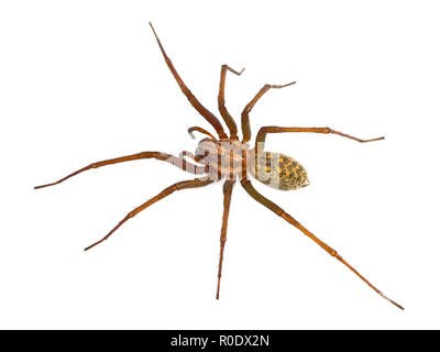 Hairy house spider (Tegenaria domesticus) on white background Stock Photo