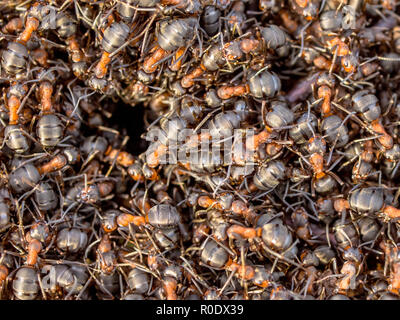 Red Ant Colony Hustle Stock Photo