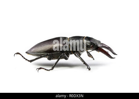Stag Beetle (Lucanus cervus) Isolated on White Background Stock Photo