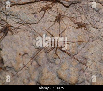 Endemic Animals New Zealand Stock Photo