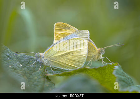 Couple of Mating White Butterfly (Pieris) Stock Photo