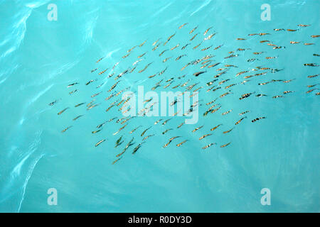 Group of fishes gobies shallowly swim near the surface of sea. Easy waves refracting fish images Stock Photo