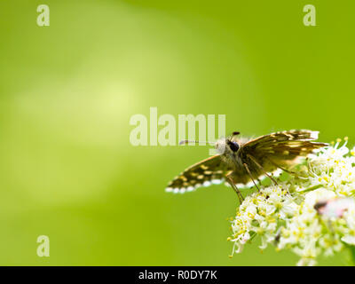 Beautiful Wild Grizzled Skipper Butterfly (Pyrgus malvae) - Feeding on Flowers Stock Photo