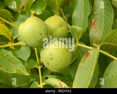 Three unripe walnuts hanging on a branch in late summer Stock Photo