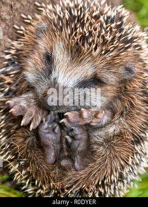 West European Hedgehog (Erinaceus, europaeus) Preparing for Hibernation Stock Photo