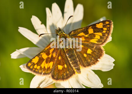 chequered skipper (Carterocephalus palaemon) on a wildflower Stock Photo