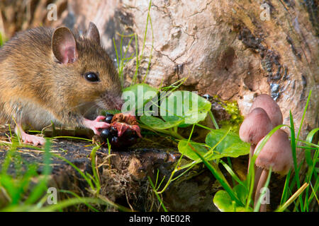 autemn scene mouse eating raspberry Stock Photo