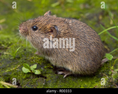 Vield vole (Microtus agrestis)  sitting Stock Photo