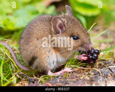 Wild mouse eating raspberry on log sideview Stock Photo