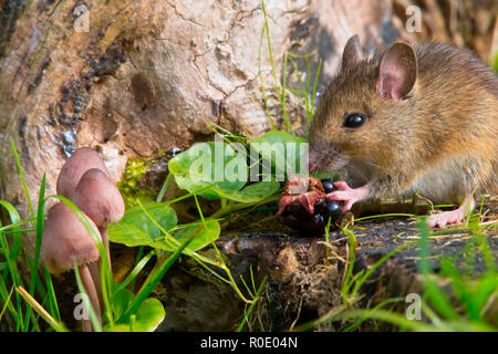 autemn scene mouse eating raspberry Stock Photo