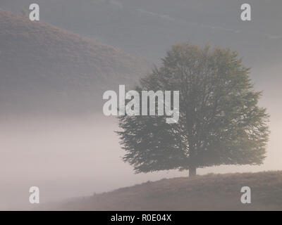 Tree silhouette on hill Stock Photo