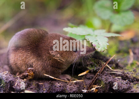 Common shrew (Sorex araneus), Forest shrews, Shrew, Shrews ...