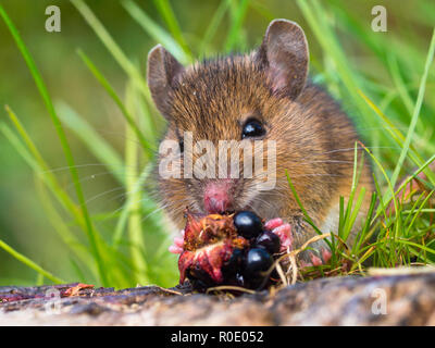 Wood mouse eating raspberry close up Stock Photo