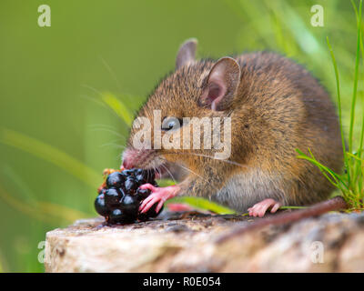 Wild mouse eating raspberry on log Stock Photo