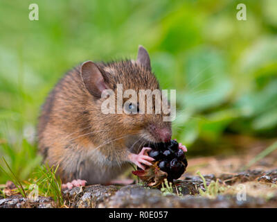 Wild mouse eating raspberry Stock Photo