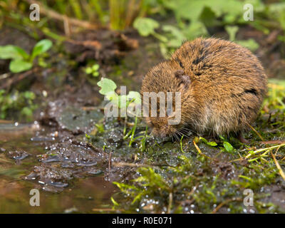 Vield vole (Microtus agrestis)  sitting on bank Stock Photo