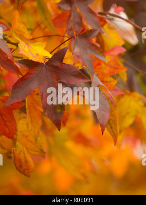 colorful maple leafs during autumn Stock Photo