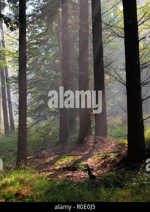 Sunrays are shining through morning haze in a mixed forest habitat Stock Photo