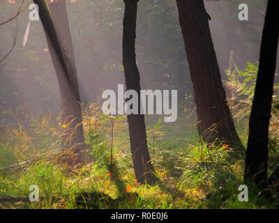 Stems of trees in early morning hazy light Stock Photo