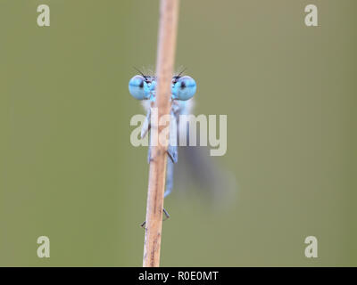 frontal view of resting dragonfly Stock Photo
