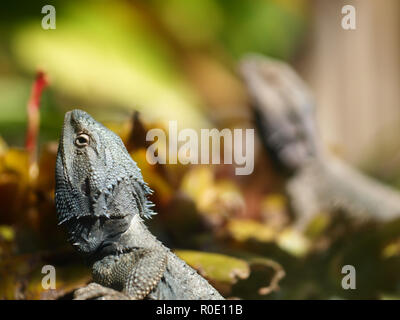 two Coastal bearded dragons (Pogona vitticeps) are basking in the sun in a terrarium Stock Photo