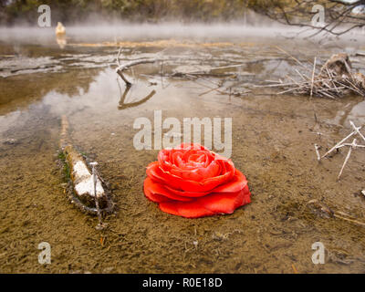 Abstract image of a rose flower in a geothermal pool in new zealand Stock Photo