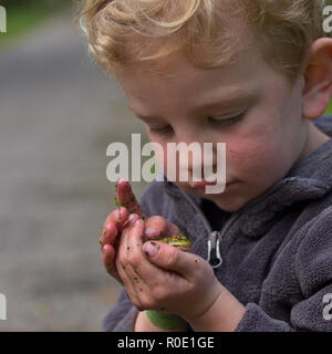 Een peuter bekijkt een groene kikker die hij zojuist in de sloot heeft gevangen Stock Photo